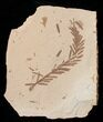 Metasequoia (Dawn Redwood) Fossil - Montana #16260-1